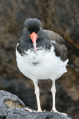 Imagem de Haematopus palliatus galapagensis Ridgway 1886