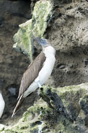Image of Blue-footed Booby