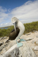 Image of Blue-footed Booby