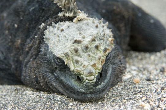 Image of Fernandina Marine Iguana