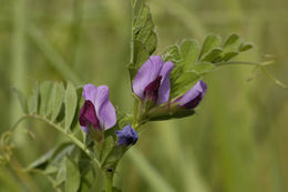 Image of Common Vetch