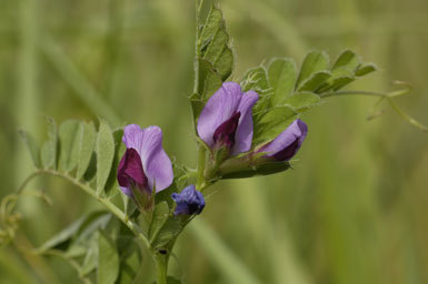 Image of Common Vetch