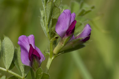 Image of Common Vetch