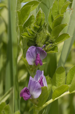 Image of Common Vetch