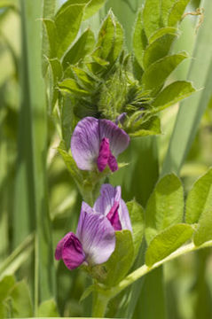 Image of Common Vetch