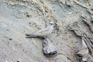 Image of Brown Noddy