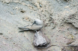 Image of Brown Noddy