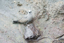 Image of Brown Noddy