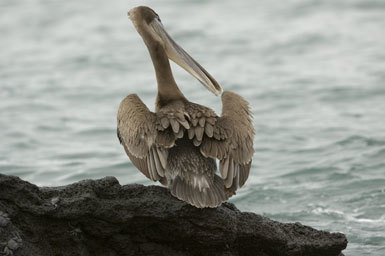 Image of Pelecanus occidentalis urinator Wetmore 1945