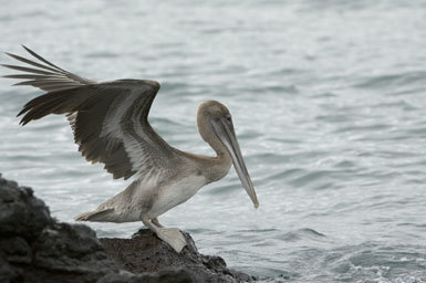 Image of Pelecanus occidentalis urinator Wetmore 1945