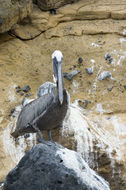 Image of Pelecanus occidentalis urinator Wetmore 1945