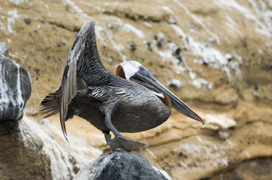 Image of Pelecanus occidentalis urinator Wetmore 1945