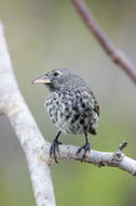Image of Common Cactus-Finch