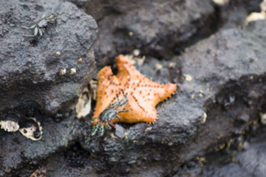 Image of chocolate chip sea star