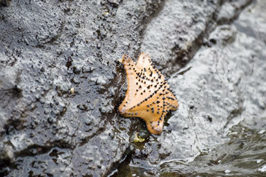 Image of chocolate chip sea star