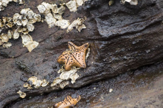 Image of chocolate chip sea star