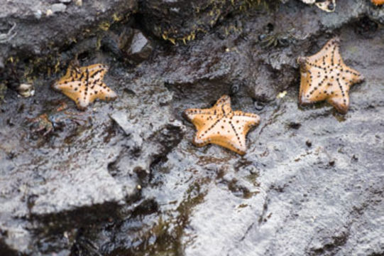 Image of chocolate chip sea star