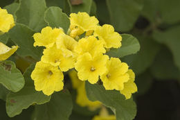 Image of Yellow geiger