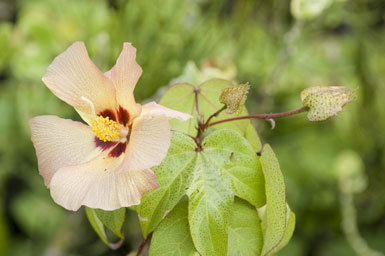 Imagem de Gossypium darwinii Watt