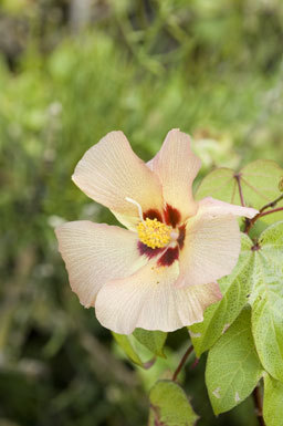 Imagem de Gossypium darwinii Watt