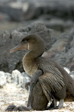 Image of Flightless Cormorant