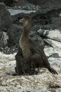 Image of Flightless Cormorant