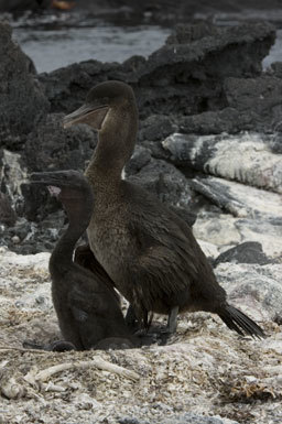 Image of Flightless Cormorant