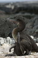 Image of Flightless Cormorant