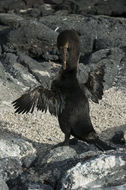 Image of Flightless Cormorant