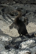 Image of Flightless Cormorant