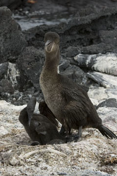 Image of Flightless Cormorant