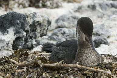 Image of Flightless Cormorant