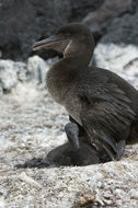 Image of Flightless Cormorant