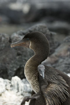 Image of Flightless Cormorant