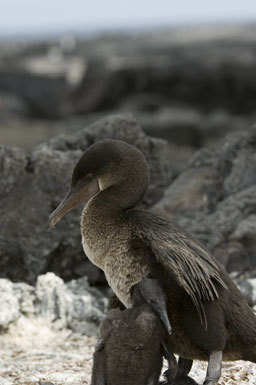 Image of Flightless Cormorant