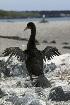 Image of Flightless Cormorant