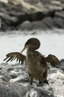 Image of Flightless Cormorant