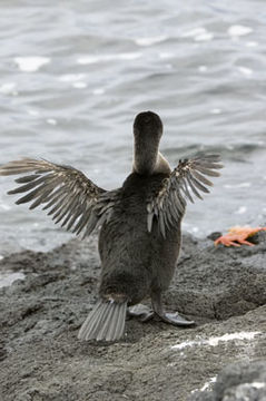 Image of Flightless Cormorant