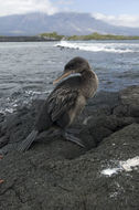 Image of Flightless Cormorant