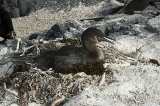 Image of Flightless Cormorant