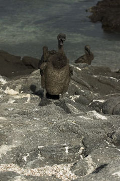 Image of Flightless Cormorant