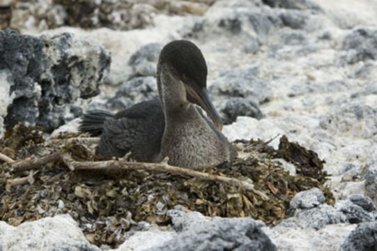 Image of Flightless Cormorant