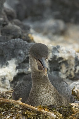 Image of Flightless Cormorant