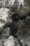 Image of Flightless Cormorant