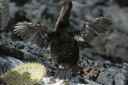 Image of Flightless Cormorant