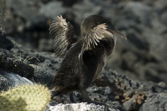 Image of Flightless Cormorant