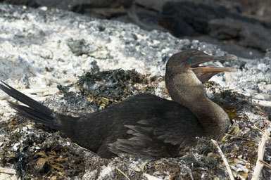 Image of Flightless Cormorant