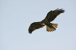 Image of Galapagos Hawk