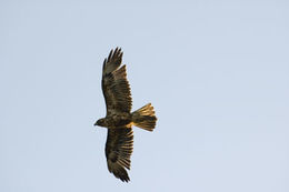 Buteo galapagoensis (Gould 1837) resmi