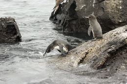 Imagem de Pinguim-das-galápagos